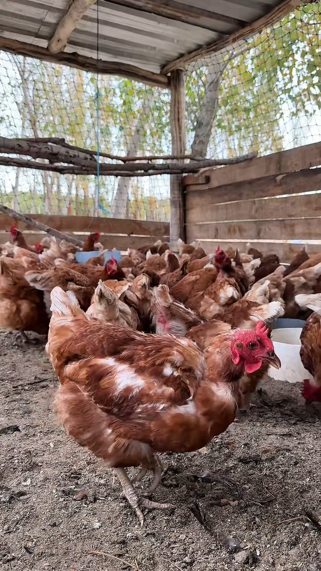 Gallinas ponedoras en La Chacra Ventura